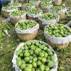 হিমসাগর 22 kg সারাদেশে হোম ডেলিভারি