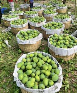 হিমসাগর 22 kg সারাদেশে হোম ডেলিভারি