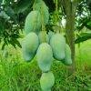 আম্রপালি আম (Amrupali Mango) 22kg