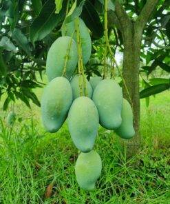 আম্রপালি আম (Amrupali Mango) 22kg
